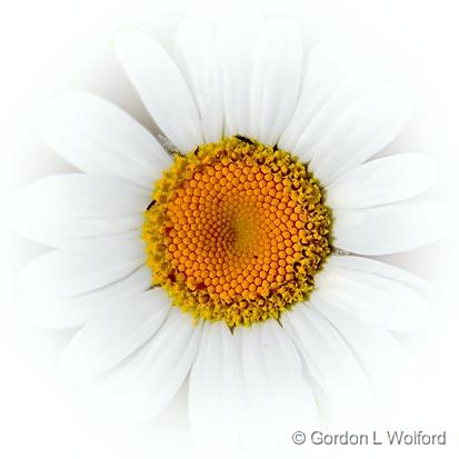 Dazzled Daisy_01686.jpg - Photographed on the north shore of Lake Superior in Ontario, Canada.